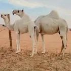 عشراء معه قعود