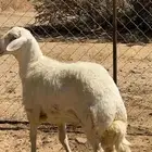 ذبايح