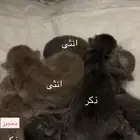 قطط سكوتش للحجز