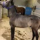 مهر عربي اصيل عمره سنه