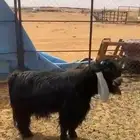 تيس عارضي