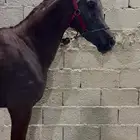 حصان شعبي