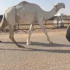 بعير اوضح عوني