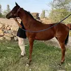 مهره شعبيه