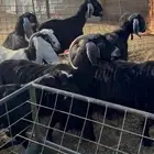 معزا دفيع ومضاريع