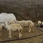 ضان حريات