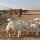 حريات متابيع