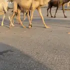 القعود الاشقح الكفوو