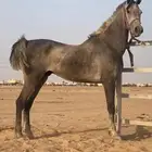 حصان للبيع