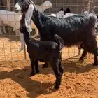 جفرة عارضية معها تيس صنف خصممم