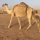 خلفة حدرها قعود