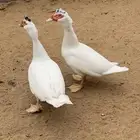 ذكور بط