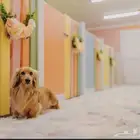 فندقة كلاب - ايواء كلاب - Dogs Hotel