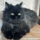 قطه للتبني