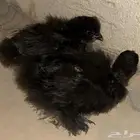 صيصان قطني اسود Black نوادر