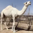 قعود حق حيسوني مشروع فحل ناهي مره