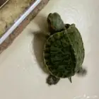 سلحفاة صغيره برمائية