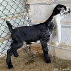 تيس مشروع فحل خصممم معرف