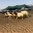 رخال نعيم فاخره
