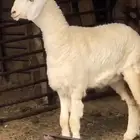 مزاد بيع حلال