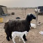 السلام عليكم ورحمة الله وبركاته للبيع يتبعها خروف السن رباع
