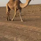 لقحه شعلا باتليه