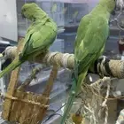 ببغاء دره هندي