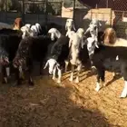 نعاج مضاريع