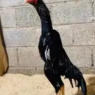 مطلوب دجاج جمد باكستاني
