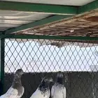 حمام باكستاني ( طيار)