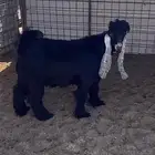 تيس