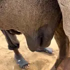 ناقه