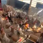 دجاج بياض وديوك للبيع