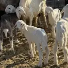 للبيع حبصيه سنه تامه تحته طليان