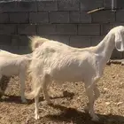 تم البيع عنز منوة القاني