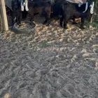 جفار عارضيات طيبات