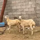 رخيل مقاني