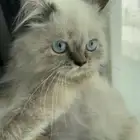 قط كيتن هملايا شوكلت عمر 4 شهور للتبني في الدمام