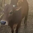 ثور للبيع شحم ولحم العمر 6 سنوات