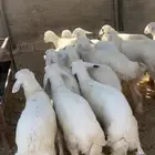 للبيع هرافى حريه