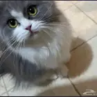 قطط لتبني
