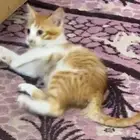 قطط تبني