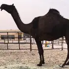 لقحه بكر ثنيه نادره
