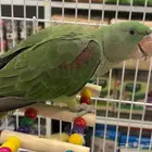 دره نيبالي مفقود في سيهات