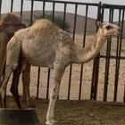 قعود