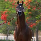 مطلوب افراس   مهرات مكس للبيع