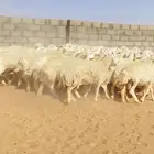 خلفات حريات حرش صنف 53 بفحلها تحتها 52 ( تم البيع )