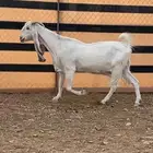 عنز هولنديه طيبه تحتها جفرتين