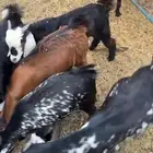 تيوس تربيه