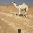 بكره مفروده كفو